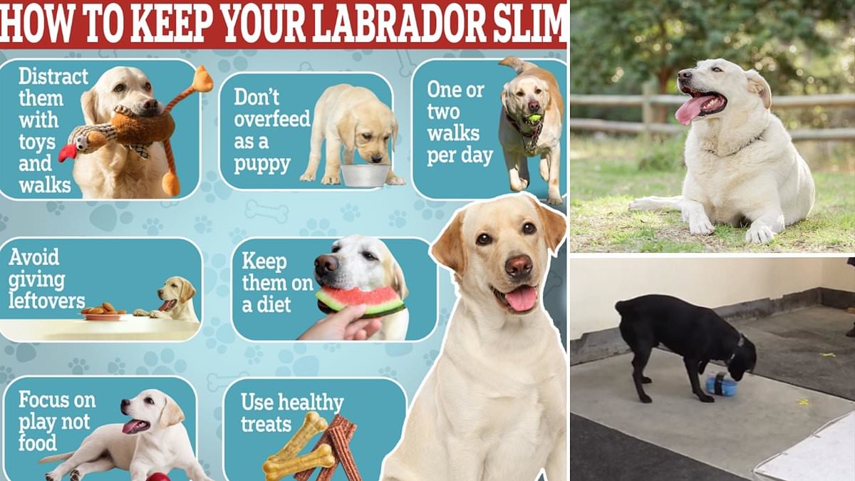 alert-–-how-to-keep-your-labrador-slim:-vets-reveal-7-easy-ways-to-keep-your-pooch-in-shape-–-as-research-reveals-25%-of-labs-have-a-genetic-mutation-that-hard-wires-them-for-obesity