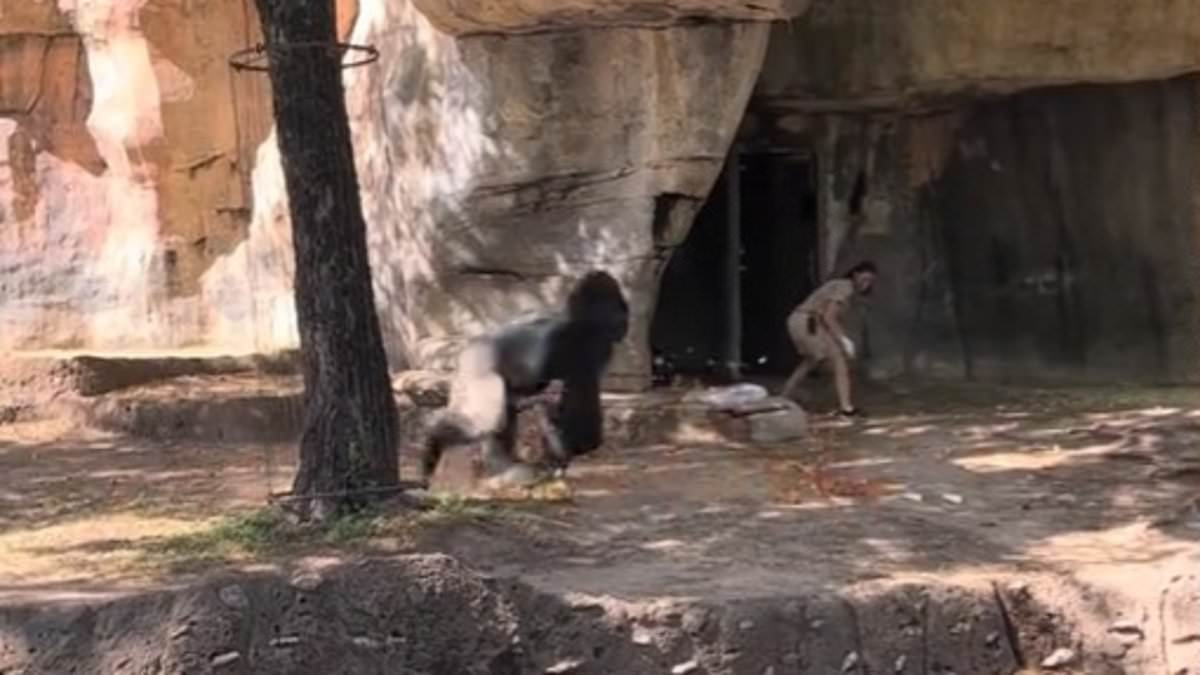 alert-–-terrifying-moment-fort-worth-gorilla-elmo-chases-two-zoo-keepers-around-enclosure