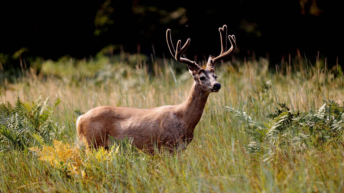 alert-–-three-quarters-of-deer-in-some-parts-of-us-have-100%-deadly-‘zombie-deer-virus’-–-as-officials-issue-warning-to-national-park-goers