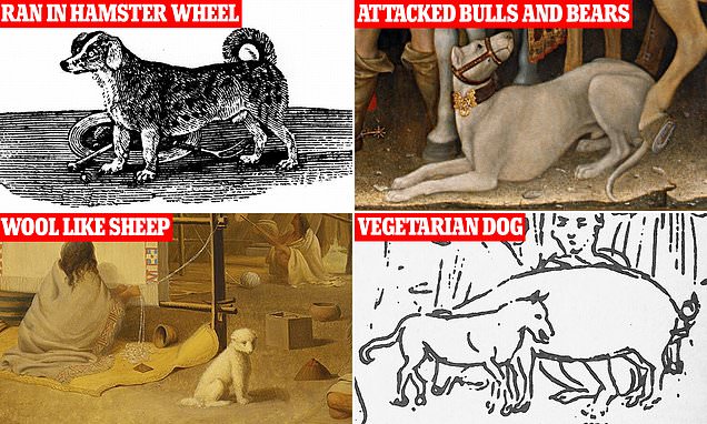 alert-–-fascinating-dog-breeds-lost-to-history:-from-the-turnspit-‘restaurant’-dog-that-helped-chefs-to-the-‘wool-dog’-with-fur-so-thick-it-could-be-spun-into-yarn-and-blankets