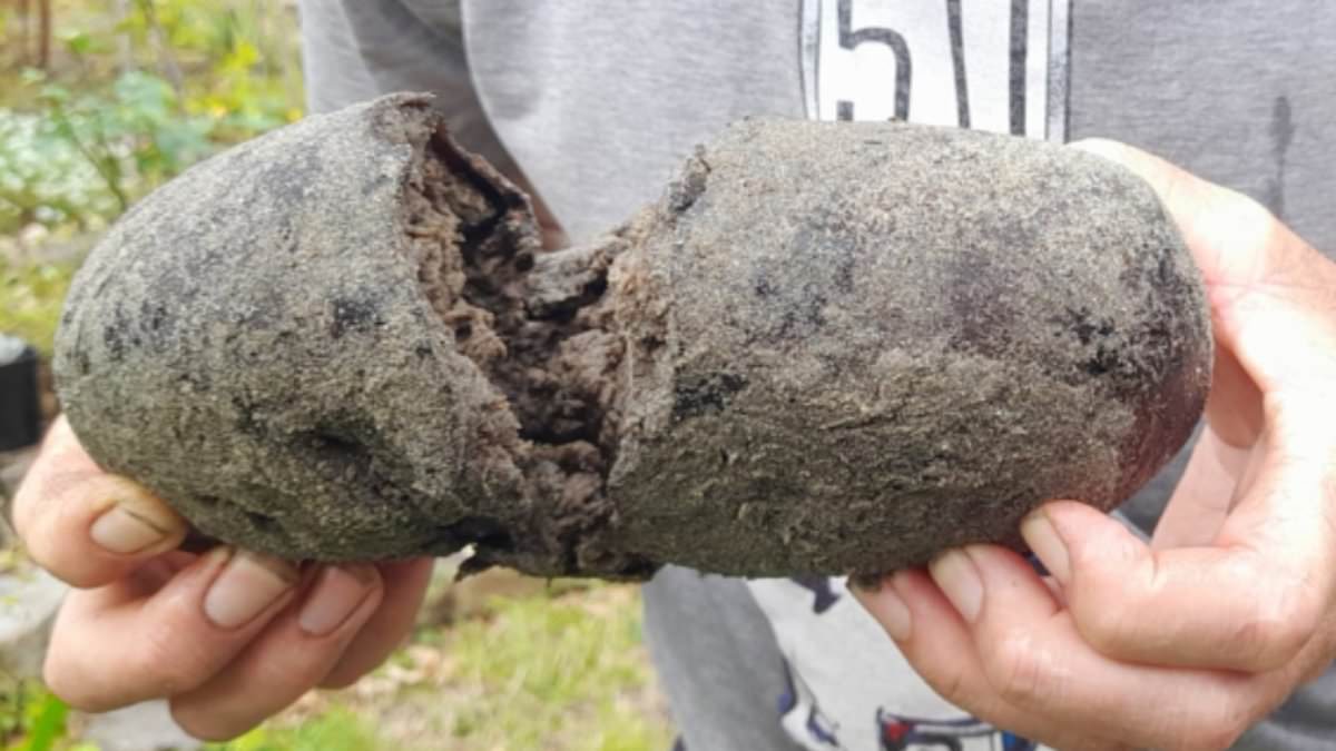 alert-–-why-some-people-think-this-‘large-stinking-lump’-found-on-an-australian-beach-could-be-worth-thousands