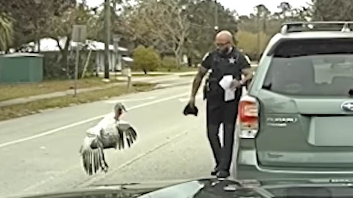 alert-–-flock-of-wild-turkeys-attacks-florida-cop-during-a-traffic-stop:-‘i’m-getting-attacked-by-a-chicken-right-now!’