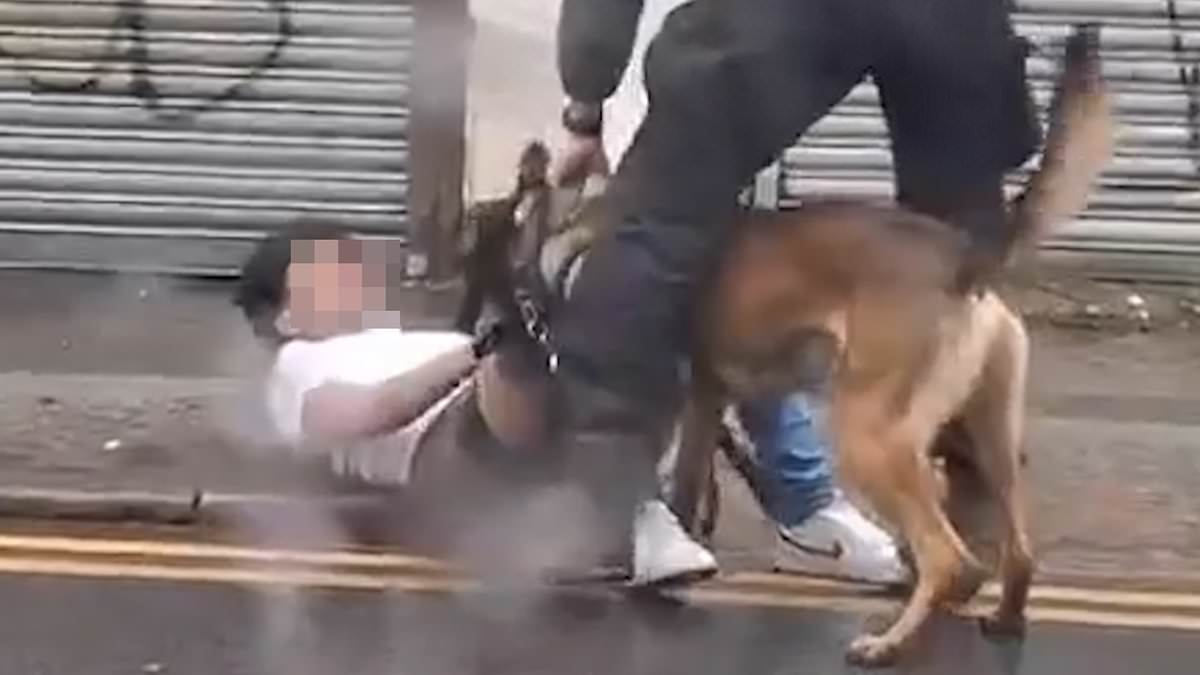 alert-–-moment-police-dog-pulls-down-trousers-of-affray-suspect-as-he-is-left-lying-on-the-ground-with-his-underwear-showing