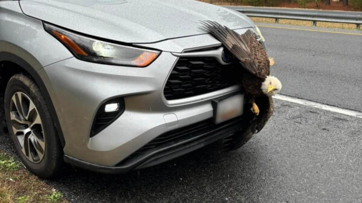 alert-–-free-as-a-bird!-bald-eagle-gets-stuck-inside-car’s-grille-after-maryland-driver-collided-with-winged-animal-–-before-being-released-into-the-wild