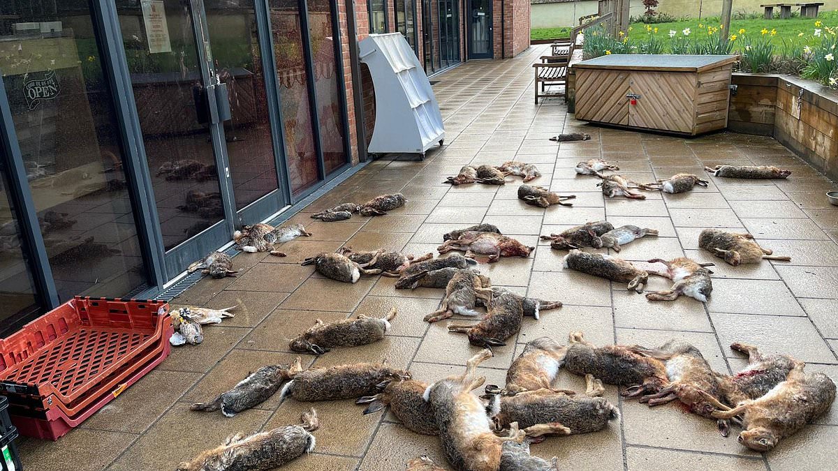 alert-–-poachers’-bloody-taunt-to-villagers:-dead-animals-are-dumped-on-streets-and-a-barn-owl-and-kestrel-impaled-on-shop’s-door-handles-as-hunters-send-‘warning’-to-locals-to-not-‘interfere’-in-their-sport