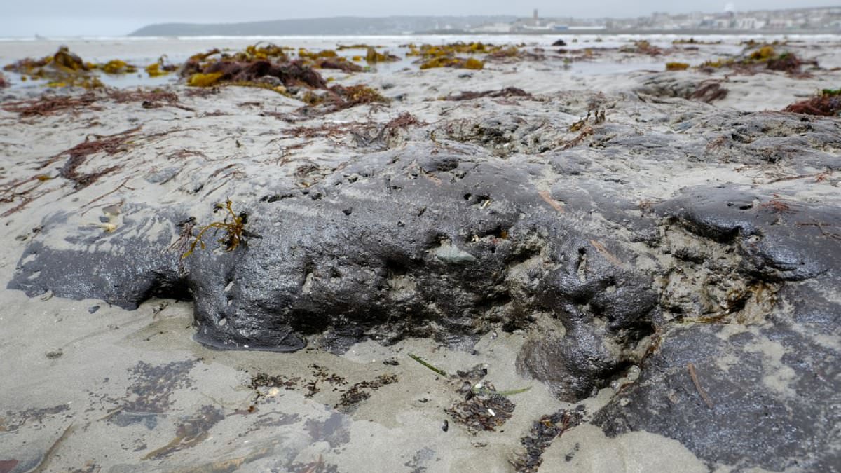 alert-–-tree-trunks,-stumps-and-roots-from-ancient-submerged-forest-that’s-at-least-4,000-years-old-are-uncovered-on-cornish-beach-after-lowest-tide-of-the-year