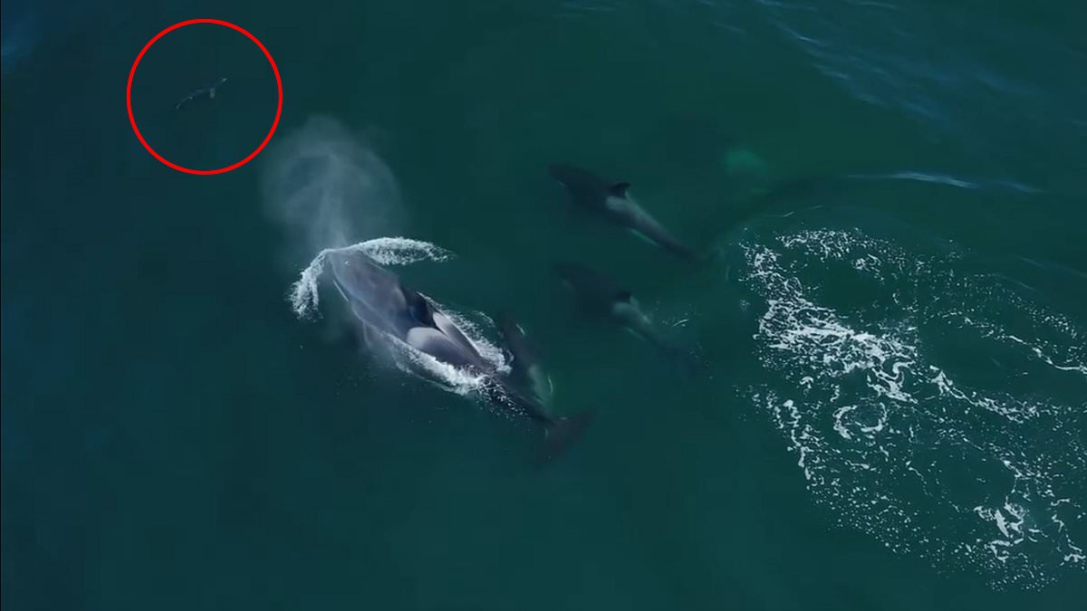 alert-–-incredible-footage-shows-pod-of-killer-whales-circle-blue-shark-off-the-coast-of-california-–-in-latest-baffling-video-of-giant-sea-creatures-acting-erratically