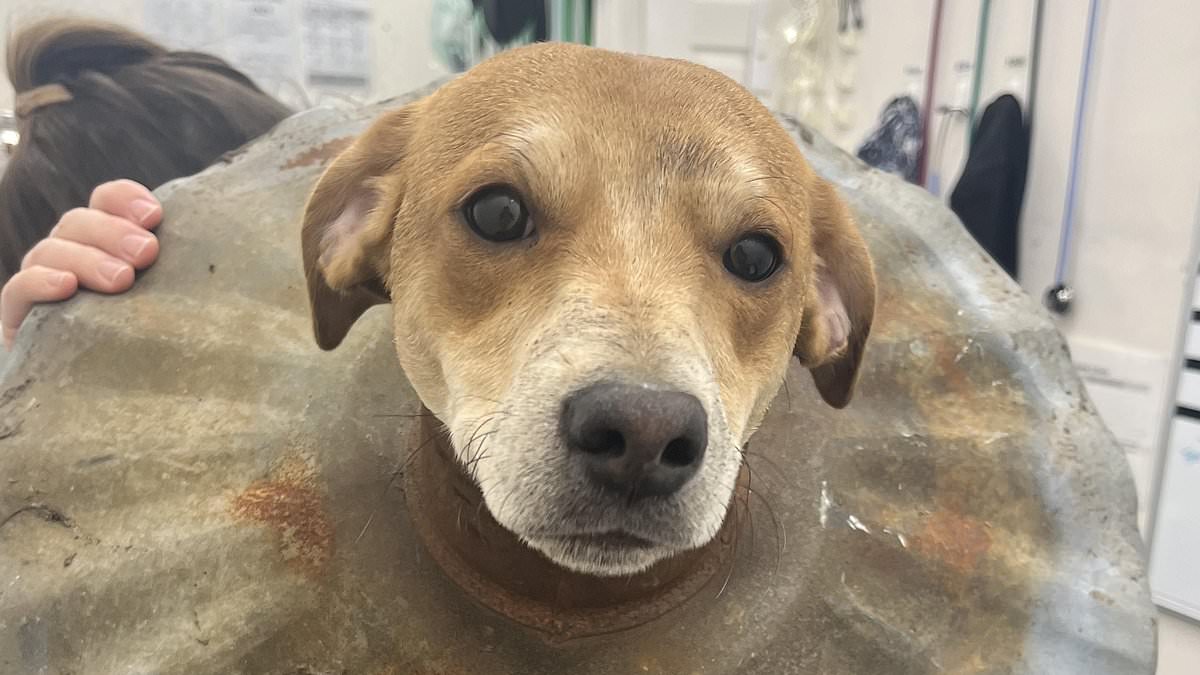 alert-–-feeling-rubbish!-tiny-six-month-old-jack-russell-puppy-called-amari-gets-her-head-stuck-in-a-metal-bin-lid-from-owner’s-garden