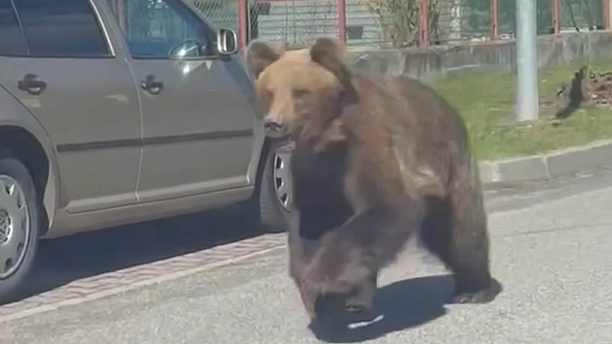 alert-–-slovakia-bear-hunters-vow-town’s-rampaging-beast-will-be-caught-and-killed-tonight-as-they-close-in-on-animal-that-has-injured-at-least-five-–-but-residents-beg-for-them-to-let-him-live