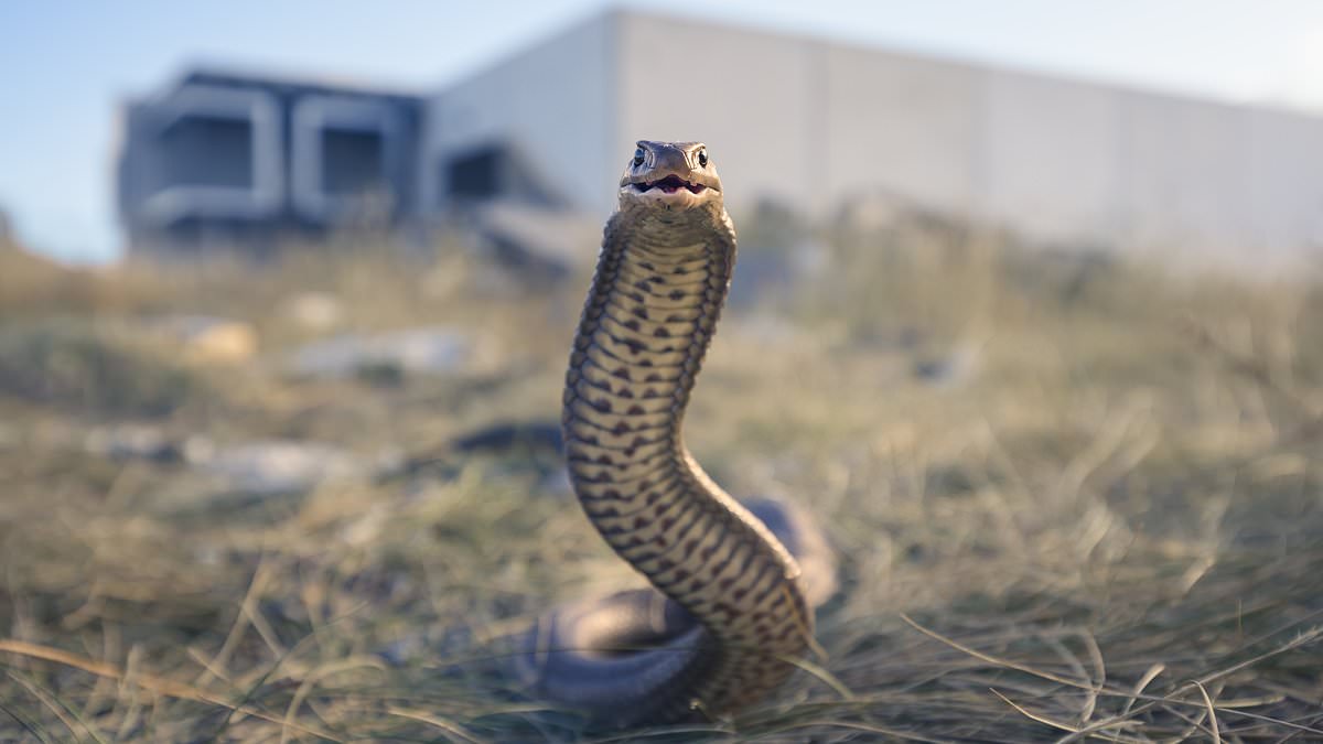 alert-–-tragic-new-details-emerge-after-man-dies-after-being-bitten-by-a-brown-snake-in-north-queensland