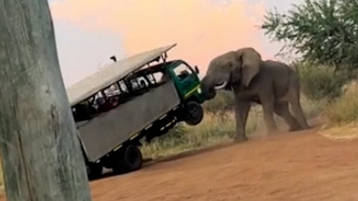 alert-–-terrifying-moment-enraged-bull-elephant-tries-to-flip-bus-full-of-frightened-safari-tourists-during-stand-off-on-south-african-road