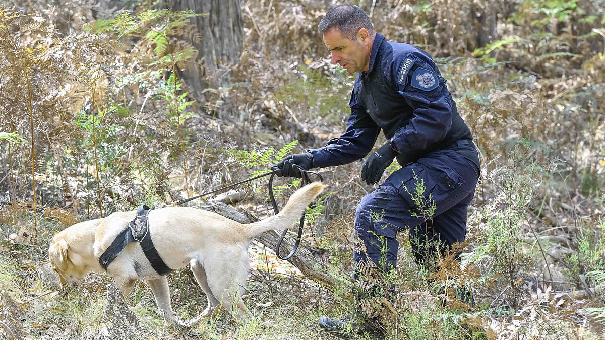 alert-–-shock-twist-in-the-hunt-for-sam-murphy-as-police-bring-in-specialist-hi-tech-dogs-and-detectives-resume-grim-bushland-search