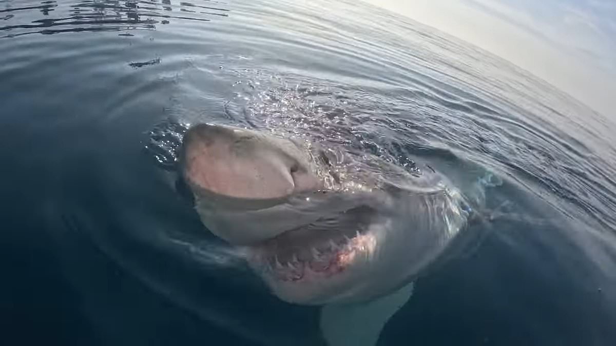 alert-–-great-white-shark-chomps-on-whale-carcass-off-sarasota-coast-after-swimming-up-to-boaters’-with-its-jaws-wide-open