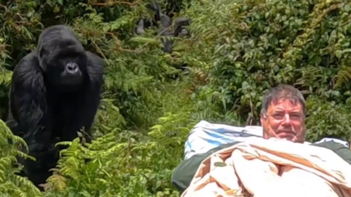 alert-–-incredible-moment-man-fulfils-his-‘life-long-dream’-of-coming-face-to-face-with-a-wild-gorilla-after-being-carried-on-a-stretcher-into-rwandan-jungle