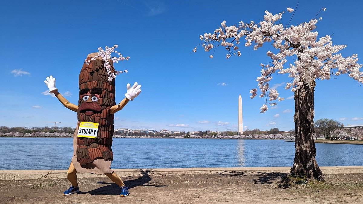 alert-–-so-long-stumpy!-dc.-spends-$113m-axing-more-than-130-cherry-blossoms-–-including-iconic-stump-shaped-tree,-as-thousands-of-fans-flock-to-say-final-farewell