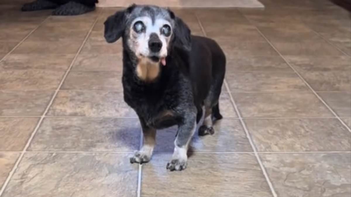 alert-–-do-you-have-a-‘fossil-dog’?-tiktokers-share-the-stories-of-their-pets-who-‘just-won’t-die’-despite-being-over-the-age-of-15-and-‘blind,-deaf-and-toothless’