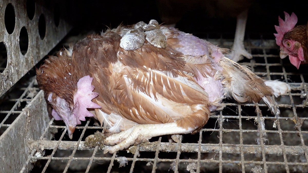 alert-–-secretly-filmed-footage-shows-‘appalling’-conditions-inside-farms-supplying-‘free-range’-eggs-to-aldi-and-sainsbury’s-–-as-rspca-strips-three-of-their-‘assured’-status