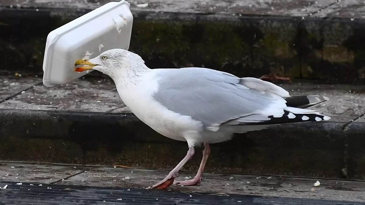 alert-–-beware-the-‘xl-gullies’!-residents-claim-liverpool-is-becoming-overrun-by-huge-seagulls-feasting-on-litter-and-food-waste