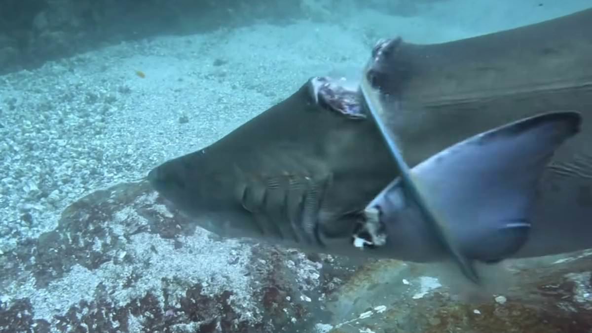 alert-–-shark-caught-in-plastic-ring-at-seal-rocks,-nsw