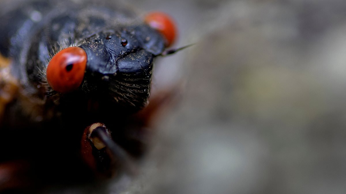 alert-–-climate-change-could-make-cicadas-come-out-sooner-– -as-the-us-braces-for-the-first-double-brood-event-since-1803