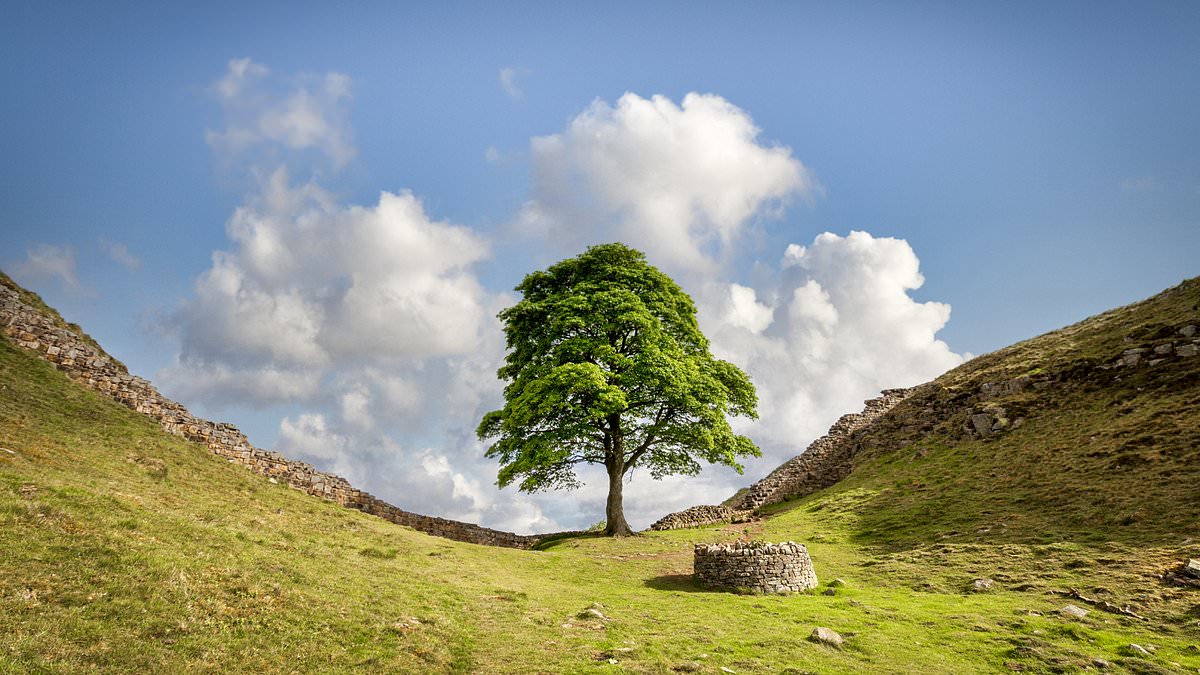 alert-–-six-months-after-the-mighty-sycamore-gap-tree-was-felled,-are-police-finally-closing-in-on-the-cretins-who-did-it?