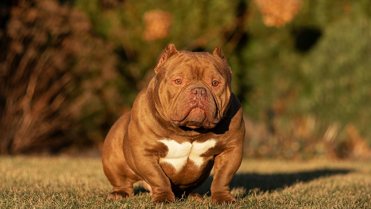 alert-–-rise-of-the-exotic-bully:-how-pet-owners-are-dodging-exemptions-by-breeding-nano,-micro-or-pocket-versions-of-banned-dog-–-but-experts-warn-extreme-interbreeding-of-the-xl-bully’s-smaller-sibling-is-cruel-and-could-still-pose-a-‘risk-to-the-public’