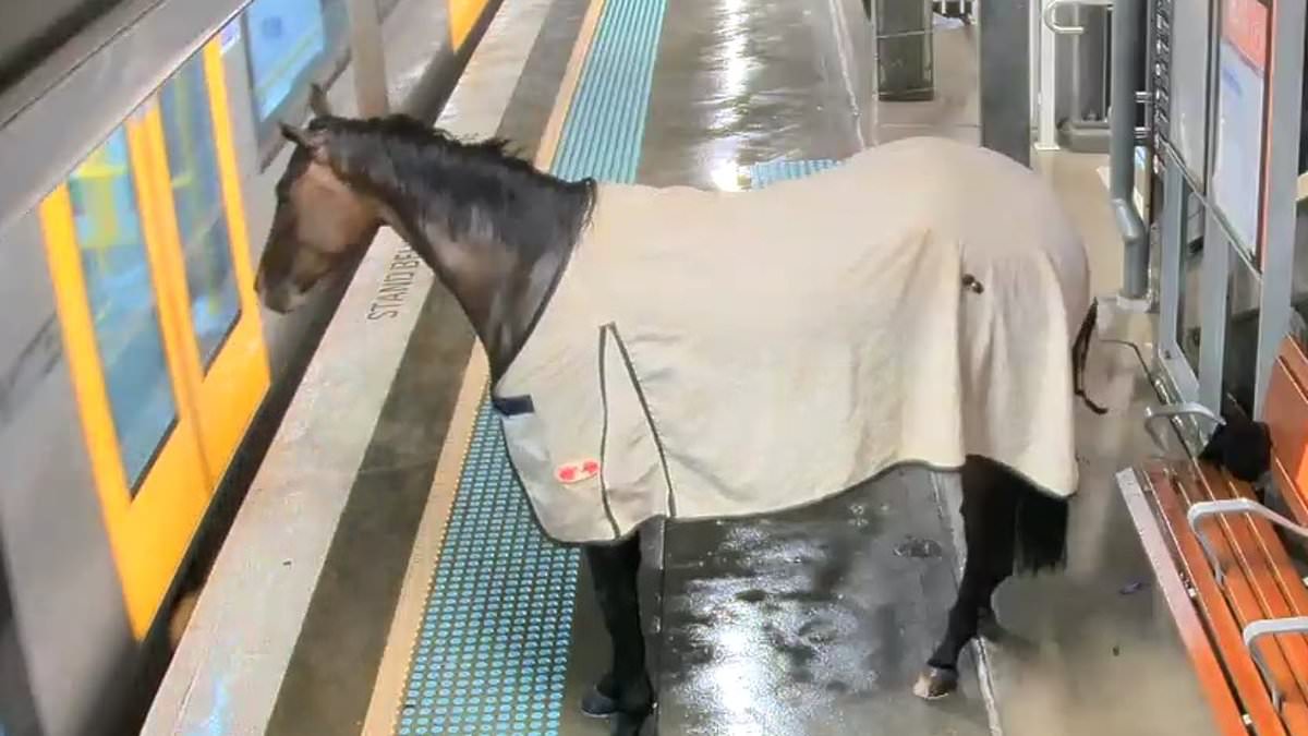 alert-–-why-did-the-horse-catch-the-train?-bizarre-moment-thoroughbred-casually-trots-onto-warwick-farm-station-platform-attempting-to-board-the-next-service