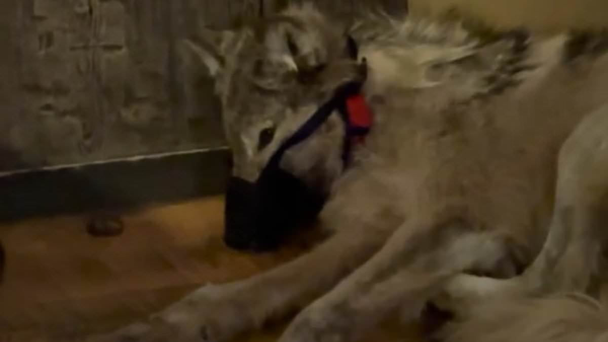 alert-–-traumatizing-footage-shows-wyoming-wolf’s-final-moments-as-it-lies-helplessly-in-the-corner-of-a-packed-bar-wearing-a-shock-collar-before-being-shot-dead-out-back-by-hunter-who-chased-it-down-with-snowmobile