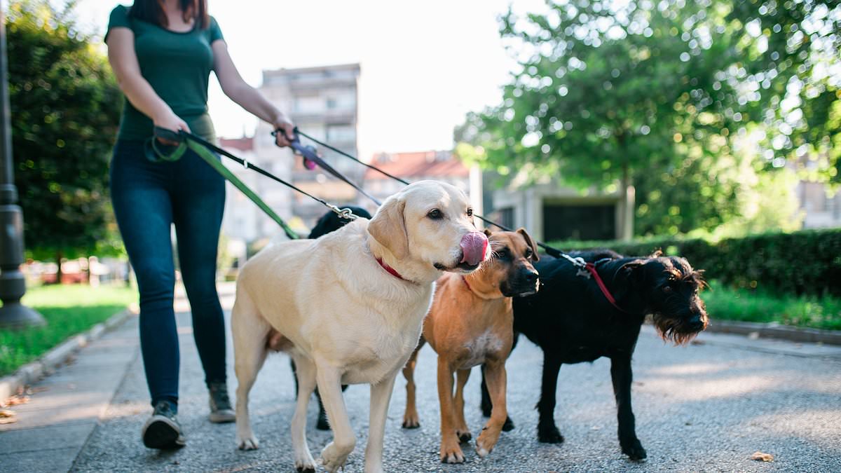 alert-–-frankston-dog-ban:-pet-owners-threatened-with-$200-fine-for-breaking-‘stupid’-playground-rule