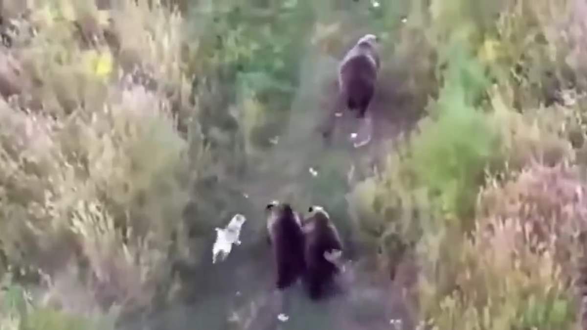 alert-–-family-use-a-drone-to-find-their-lost-dog…-and-find-it-playing-with-a-family-of-wild-bears!