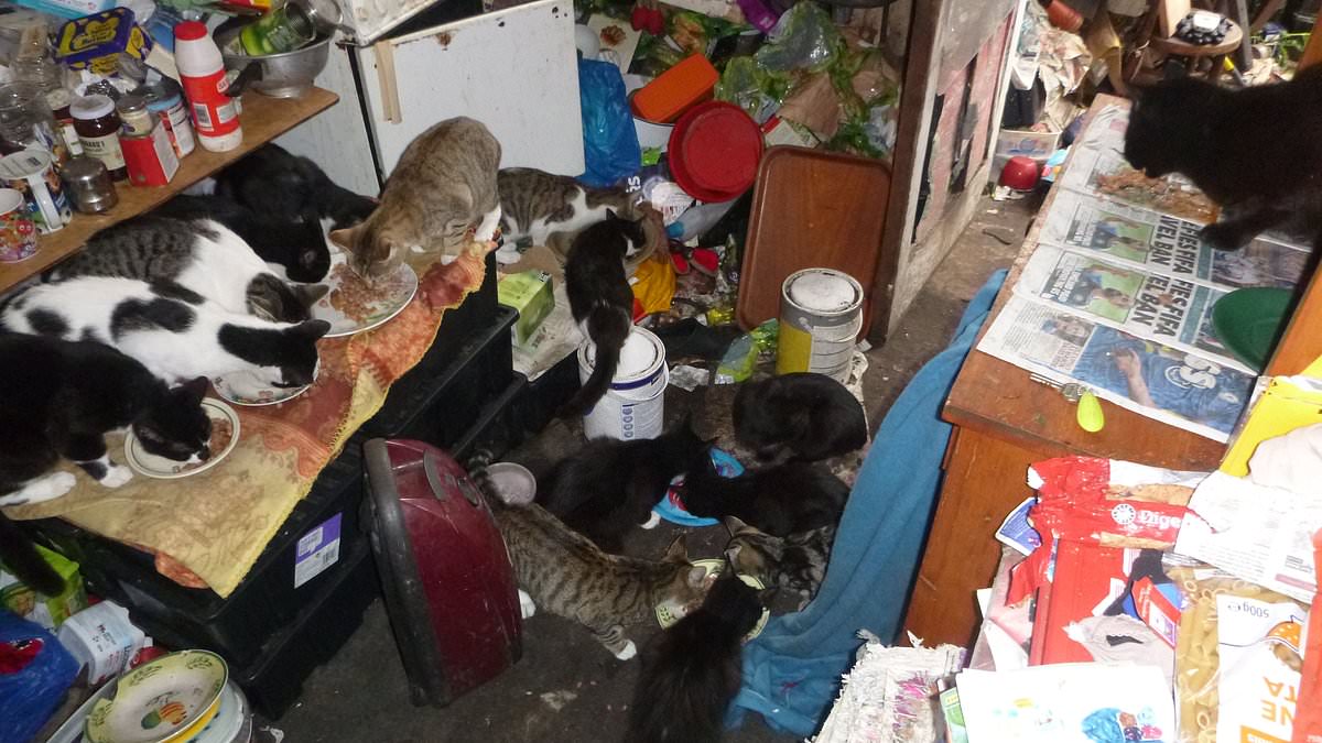 alert-–-nearly-100-cats-rescued-from-house-in-sutton-coldfield-as-owner-is-banned-from-keeping-pets-and-given-community-order,-after-admitting-in-court-‘i-need-help,-judge’