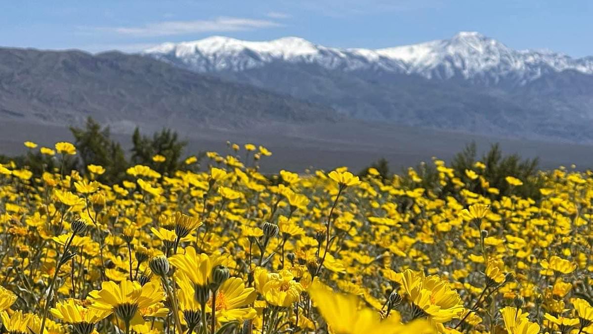 alert-–-california’s-death-valley-in-surprise-bloom-as-desert-terrain-is-filled-with-wildflowers-thanks-to-record-setting-rain