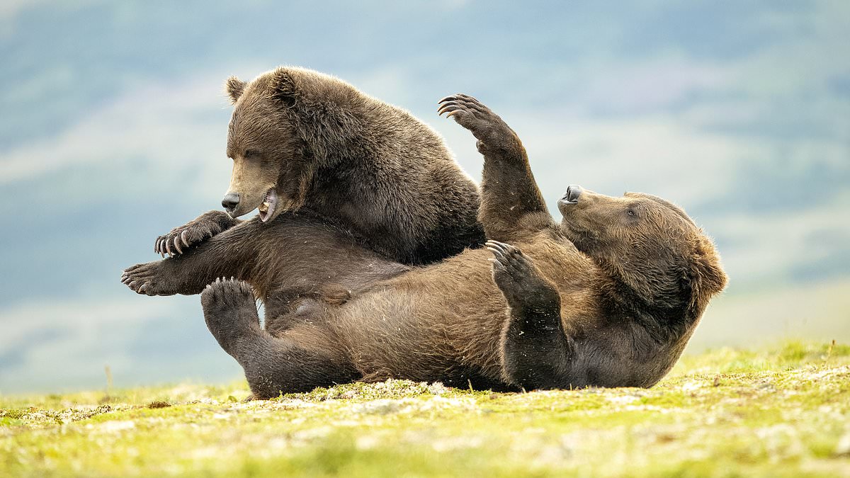 alert-–-moment-two-bears-grapple-with-each-other-in-remarkable-scrap-captured-on-camera-in-national-park