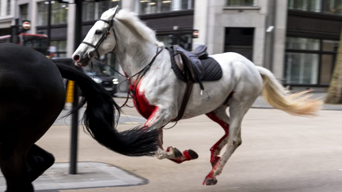 alert-–-five-injured-as-escaped-household-cavalry-horses-bolt-through-london-in-six-mile-rampage:-two-animals-including-one-‘covered-in-blood’-smash-into-cars,-a-bus-and-pedestrians-and-injure-soldier-after-they-were-spooked-during-exercise