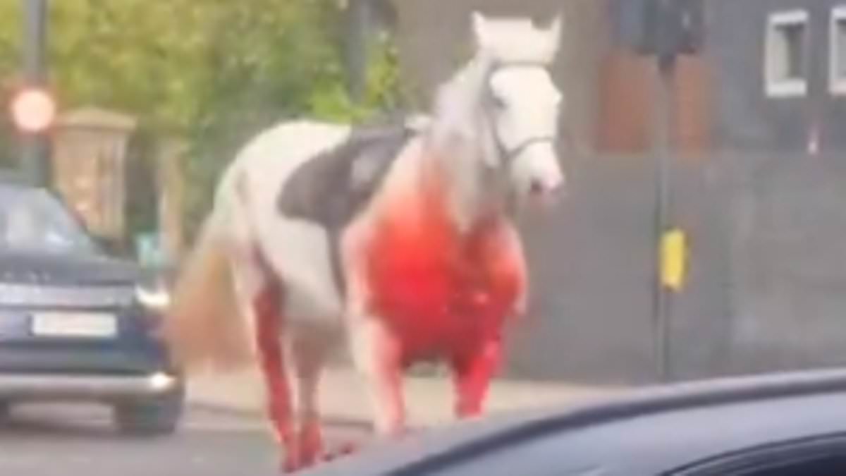 alert-–-rampaging-household-cavalry-horses-‘spooked-by-builders-moving-concrete’:-noise-caused-animals-on-exercise-to-unseat-four-soldiers-before-they-ran-loose-for-six-miles-across-london-and-smashed-into-cars,-a-bus-and-pedestrians