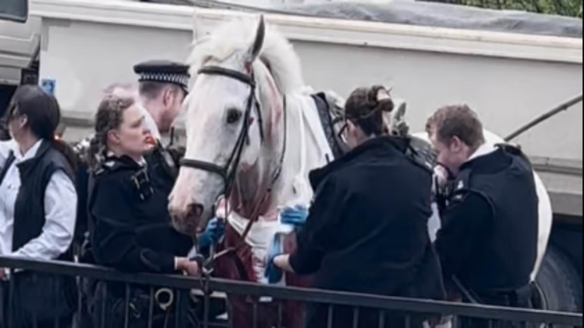 alert-–-moment-escaped-household-cavalry-horse-‘spooked-by-builders’-is-finally-captured:-bleeding-animal-with-badly-injured-leg-is-loaded-into-horsebox-after-six-mile-rampage-through-london-that-left-four-people-in-hospital