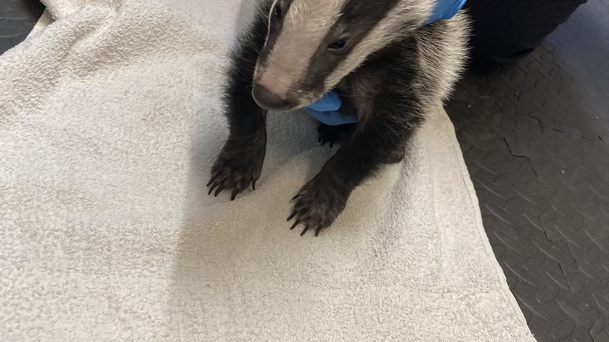 alert-–-moment-rspca-inspector-traipses-through-rocky-beach-to-find-a-badger-that-fell-off-a-cliff-in-the-charity’s-latest-baffling-rescue