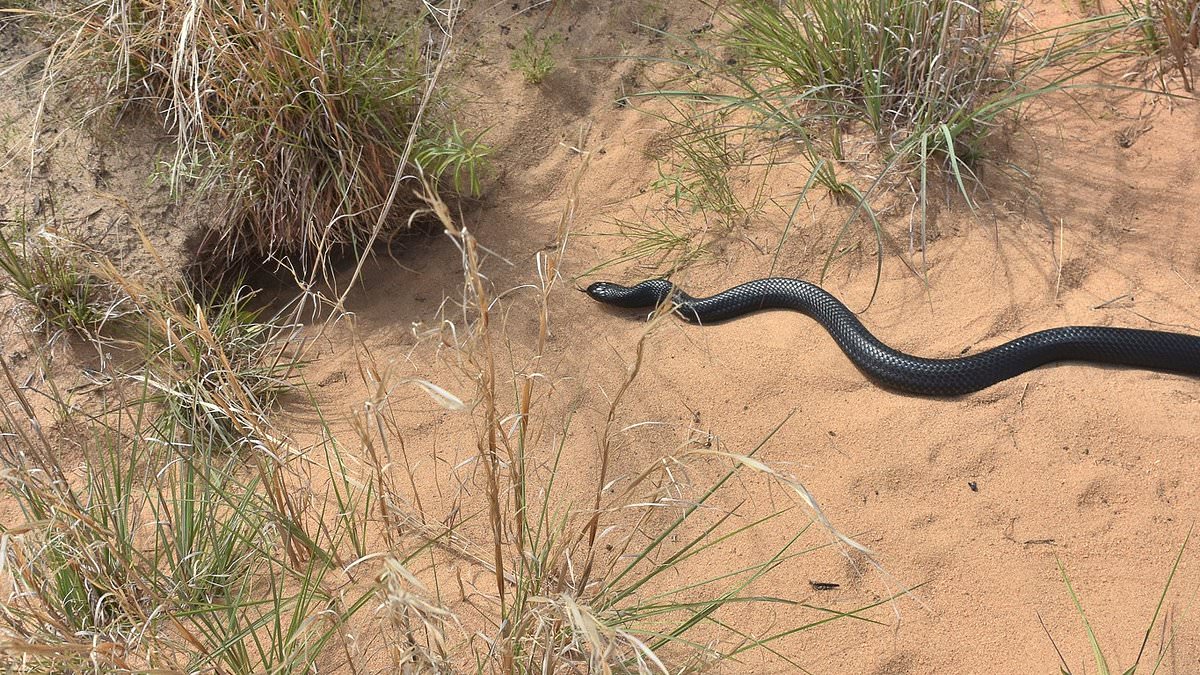 alert-–-forty-‘apex-predators’-are-released-into-florida-wild-to-kill-venomous-snakes