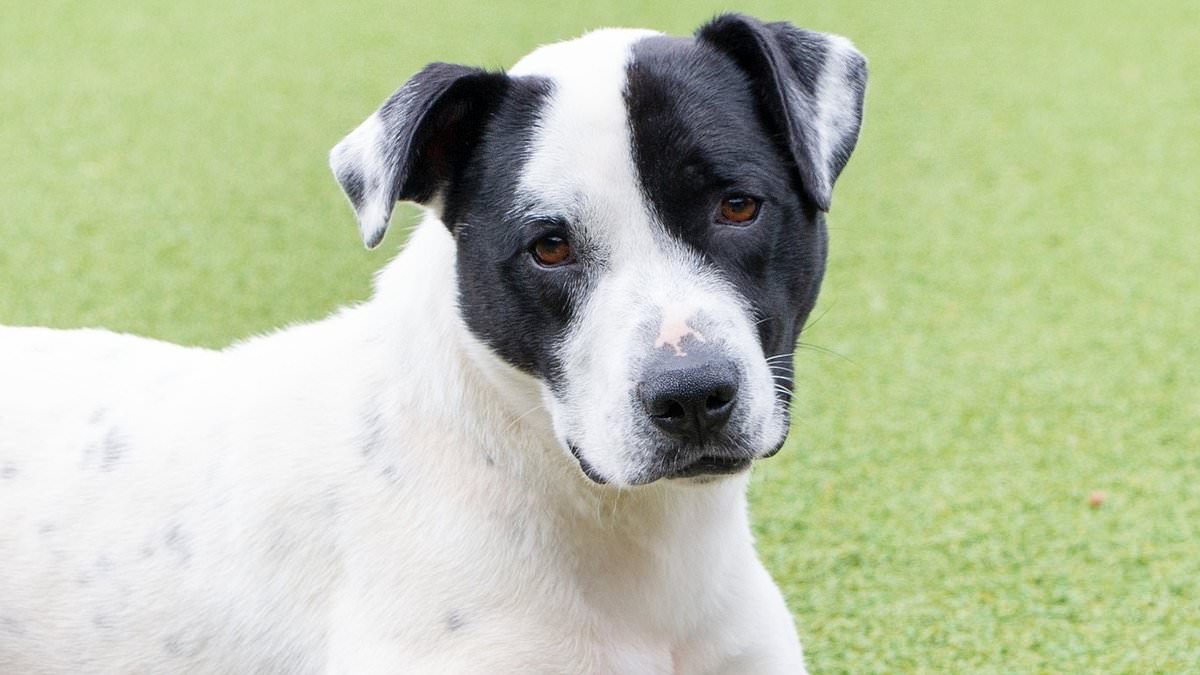 alert-–-child’s-heartbreaking-note-left-with-rhoudy-the-puppy-abandoned-at-shelter