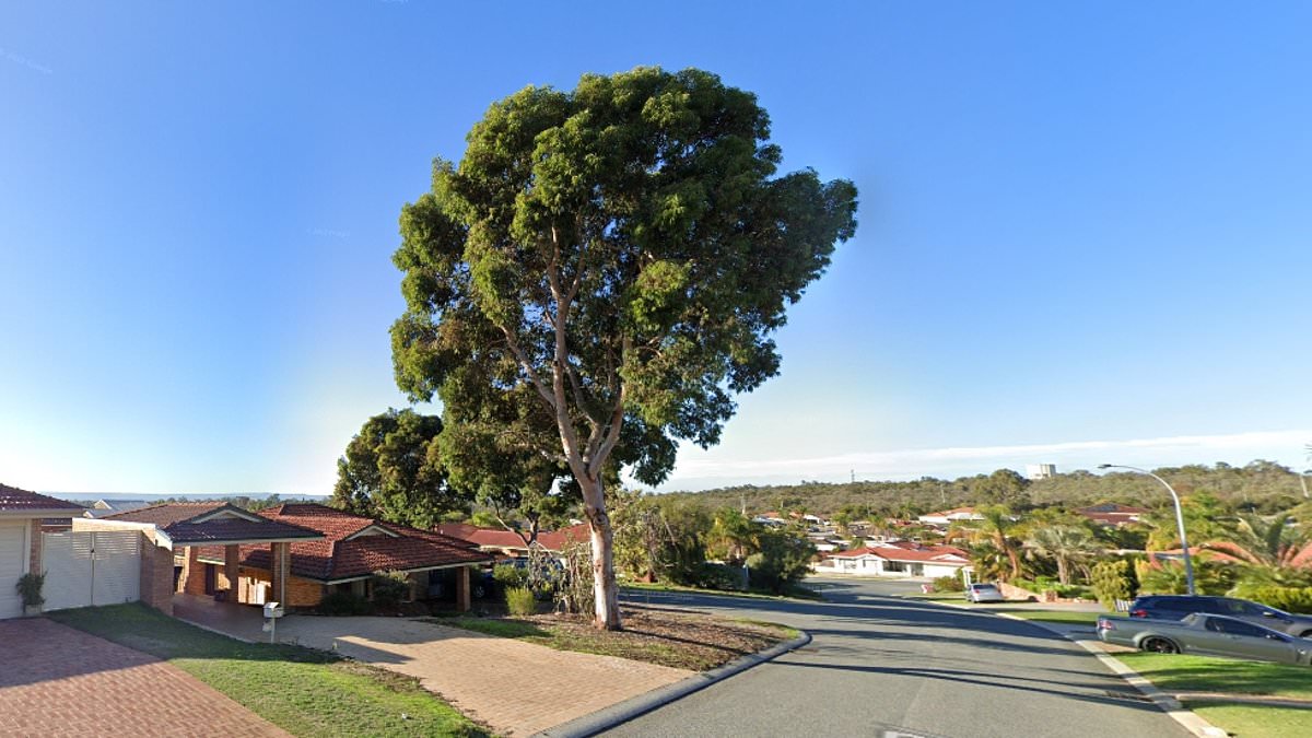 alert-–-alexander-heights,-wa:-this-magnificent-gum-tree-is-one-of-the-last-left-in-a-suburban-street-–-but-has-divided-residents-after-a-neighbourhood-group-campaigned-to-have-it-removed