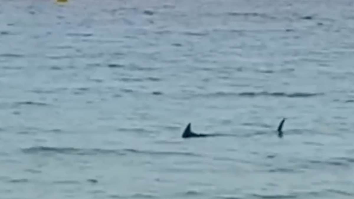 alert-–-shark-spotted-by-spanish-beach-sees-tourists-at-the-hotspot-banned-from-going-into-the-sea-in-latest-sighting-of-the-predators