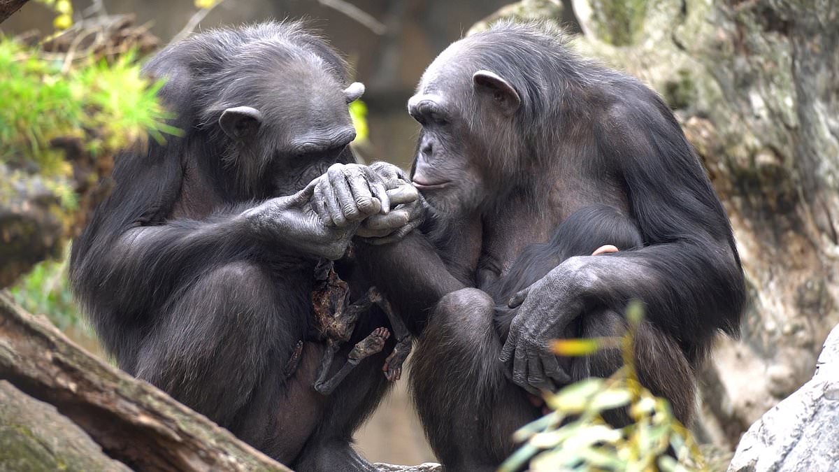 alert-–-the-mother-who-can’t-say-goodbye:-mourning-chimpanzee-still-carries-her-baby’s-mummified-remains-three-months-after-it-died-at-spanish-zoo