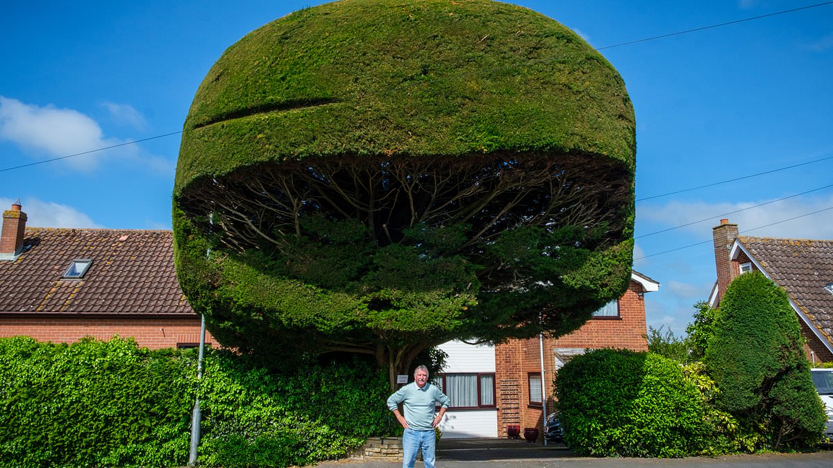 alert-–-is-this-the-pettiest-gardener-in-britain?-man-refuses-to-cut-down-30ft-tree-nicknamed-‘the-big-fella’…-but-spends-500-trimming-it-just-so-buses-can-get-past