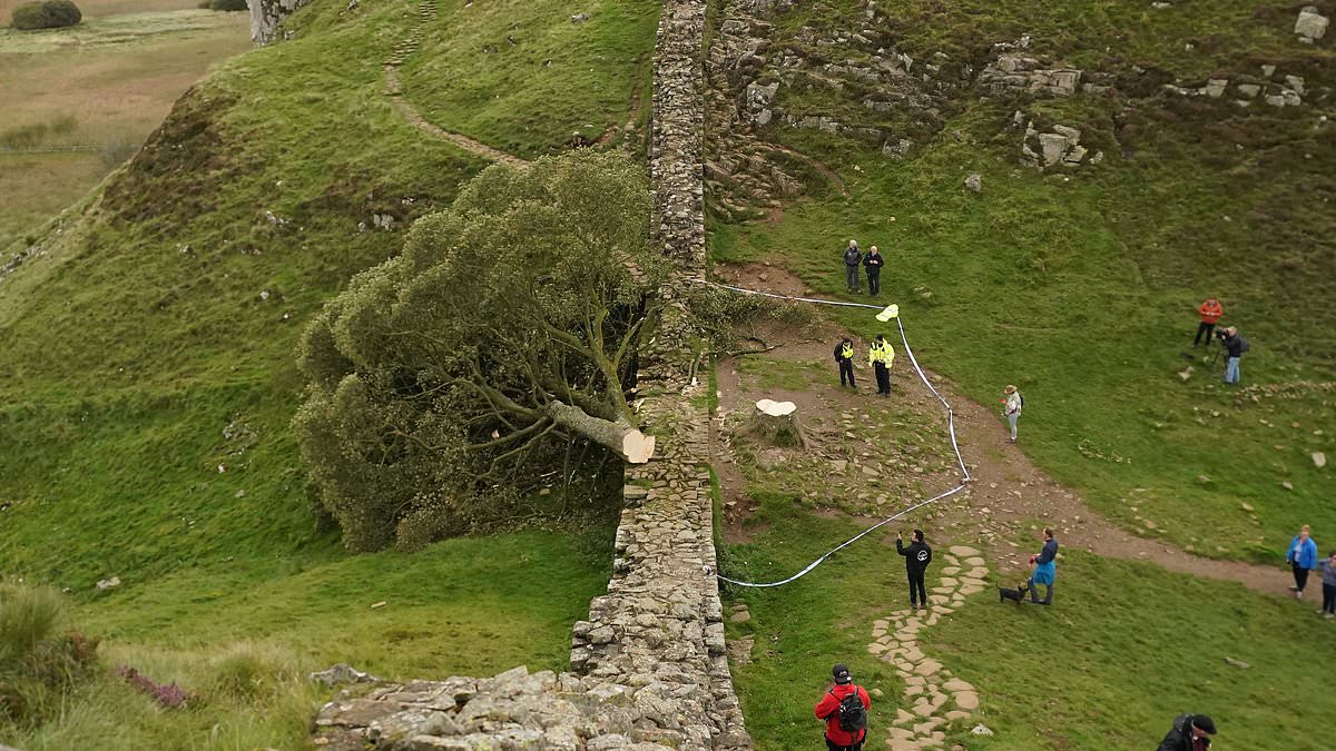 alert-–-two-men,-31-and-38,-who-‘chopped-down-historic-sycamore-gap-tree-from-robin-hood-movie’-to-appear-in-court-charged-with-criminal-damage