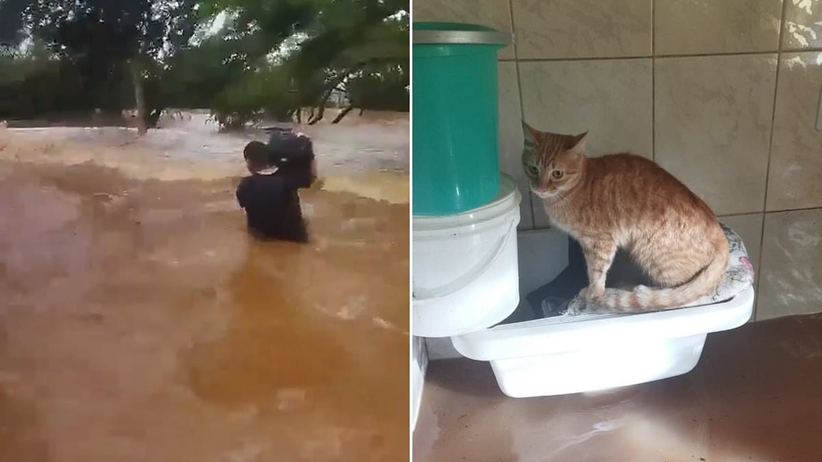 alert-–-heroic-moment-man-rescues-nine-cats-and-a-dog-from-submerged-home-as-he-carries-them-through-the-killer-flood-waters-in-brazil-that-have-left-149-dead