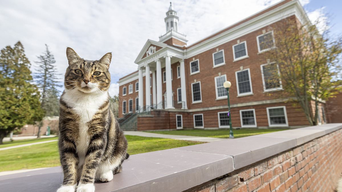 alert-–-cute-cat-called-max-is-awarded-honorary-doctorate-from-vermont-university-for-being-friendly-and-welcoming-to-students-and-staff