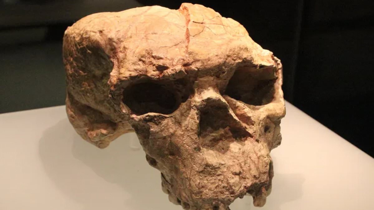 alert-–-skull-found-in-china-may-belong-to-a-‘dragon-man’-that-lived-one-million-years-ago