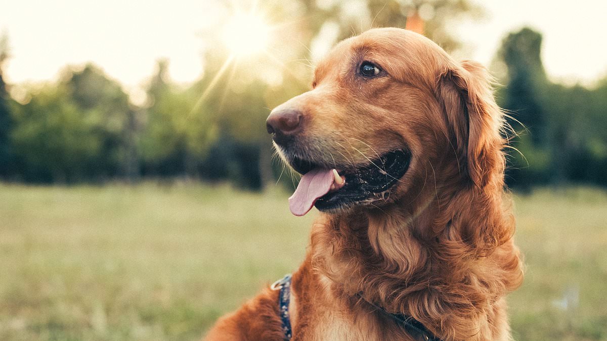 alert-–-our-dead-pets-can-come-back-to-visit-us:-a-top-biologist-says-he-has-proof-after-collecting-evidence-for-over-20-years