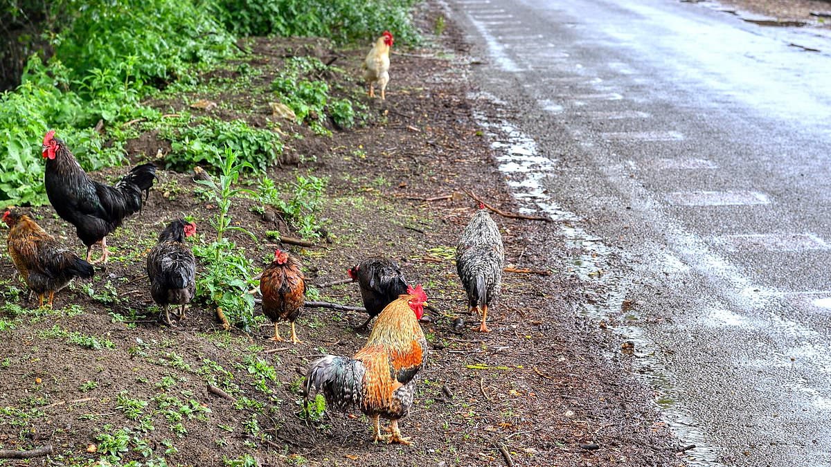 alert-–-villagers-cry-fowl-after-flock-of-a-hundred-feral-chickens-rampage-through-their-gardens-and-torment-their-sleep-by-crowing-throughout-the-night