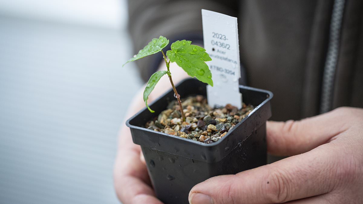 alert-–-king-charles-is-presented-with-first-ever-seedling-grown-from-the-remains-of-the-sycamore-gap-tree-by-the-national-trust-to-mark-celebration-day